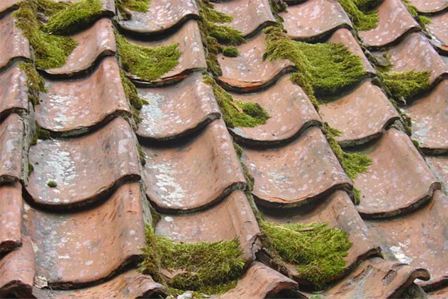 Should You Repair or Replace Your Roof?